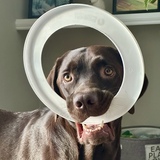 Entry image for Bruno