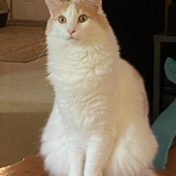 Entry image for Critter 