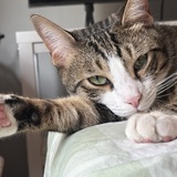 Entry image for Beemo