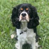 Entry image for Riley