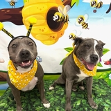 Entry image for Kimber & Ice