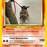 Entry image for Ozzy 