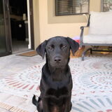 Entry image for Roxy