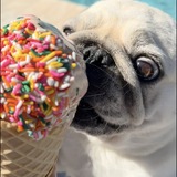 Entry image for Cova the Pug