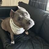 Entry image for Ricotta