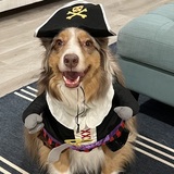 Entry image for Judson Quinlan - vote for me Mateys! 