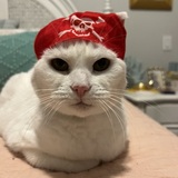 Entry image for Lulu Quinlan - Yo- Ho vote for LuLu Pirate Kitty