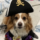 Entry image for Kip the Tampa Buccaneer Arrr! 