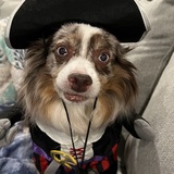 Entry image for Levi, 14 year old Toy Aussie -  Ahoy Me Hearties! 