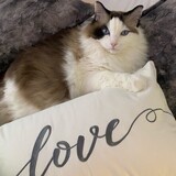 Entry image for Norm