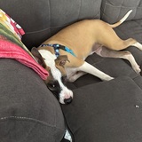 Entry image for Champ