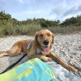 Entry image for Blake