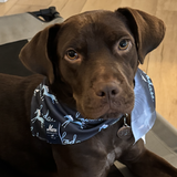 Entry image for Enzo