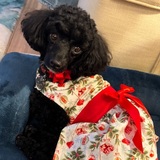 Entry image for Cindie