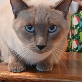 Entry image for Sage