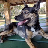 Entry image for Baylie 