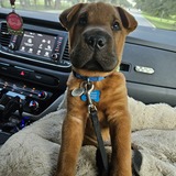 Entry image for Brownie 