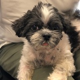 Entry image for Brody