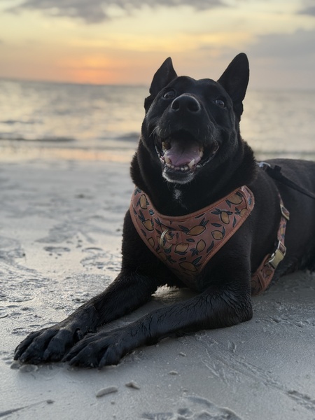 Entry image for Lady. Clicking this image will show a larger photo