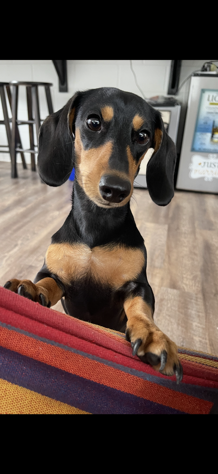 Entry image for Wednesday Friday Addams . Clicking this image will show a larger photo