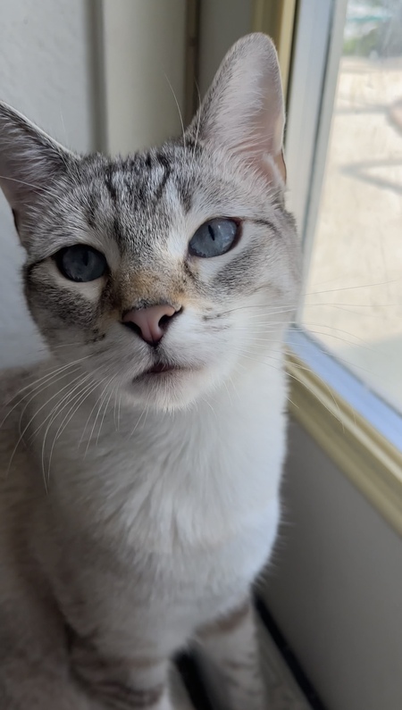 Entry image for Ponyo. Clicking this image will show a larger photo