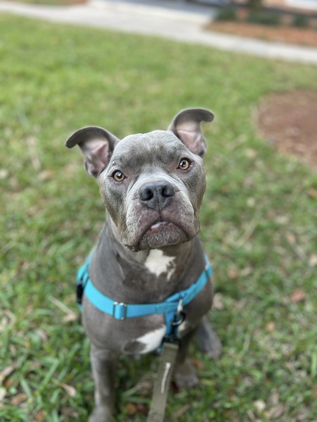 Entry image for Butty. Clicking this image will show a larger photo