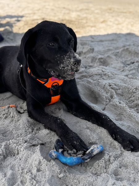 Entry image for Sunny. Clicking this image will show a larger photo