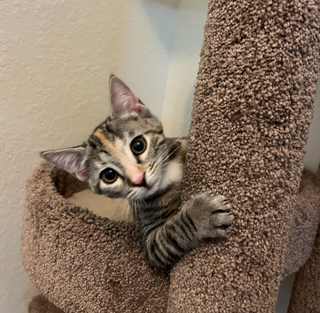 Entry image for Hazel. Clicking this image will show a larger photo