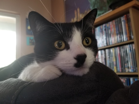 Entry image for Gizmo. Clicking this image will show a larger photo