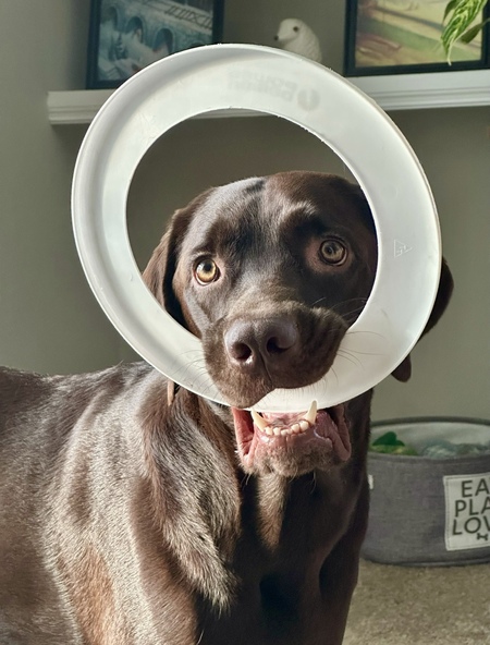 Entry image for Bruno. Clicking this image will show a larger photo