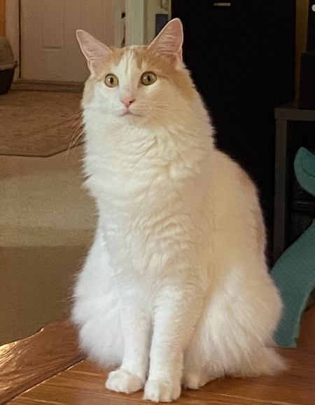 Entry image for Critter . Clicking this image will show a larger photo