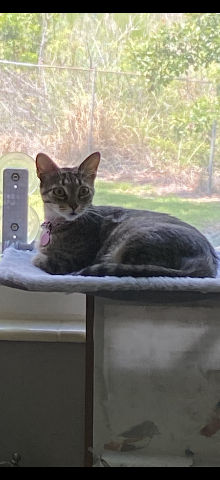 Entry image for Zoe aka Lil’ Bit. Clicking this image will show a larger photo