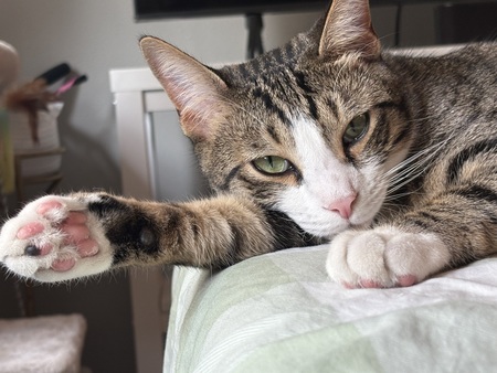 Entry image for Beemo. Clicking this image will show a larger photo