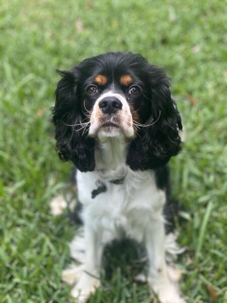 Entry image for Riley. Clicking this image will show a larger photo