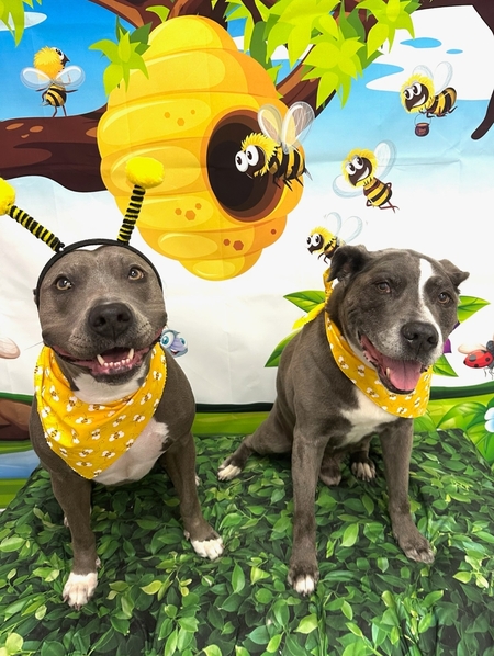 Entry image for Kimber & Ice. Clicking this image will show a larger photo