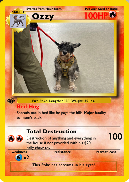 Entry image for Ozzy . Clicking this image will show a larger photo