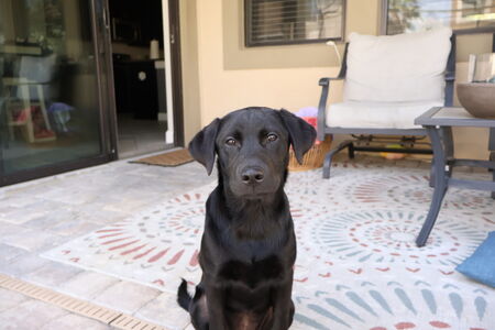 Entry image for Roxy. Clicking this image will show a larger photo