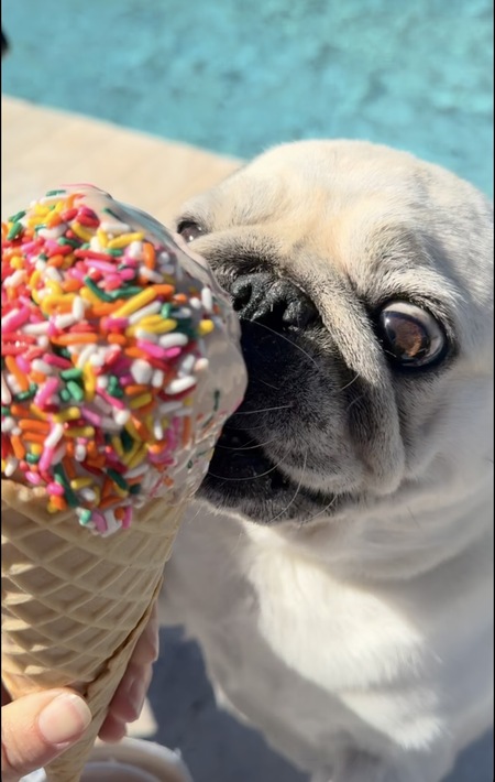 Entry image for Cova the Pug. Clicking this image will show a larger photo