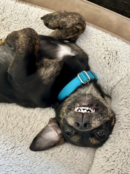 Entry image for Winnie. Clicking this image will show a larger photo