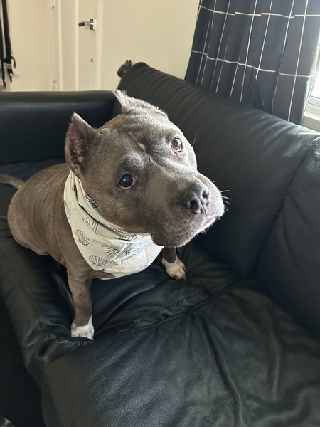 Entry image for Ricotta. Clicking this image will show a larger photo