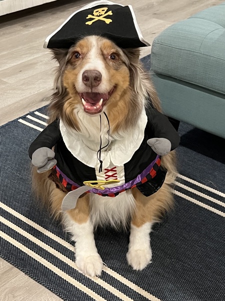 Entry image for Judson Quinlan - vote for me Mateys! . Clicking this image will show a larger photo