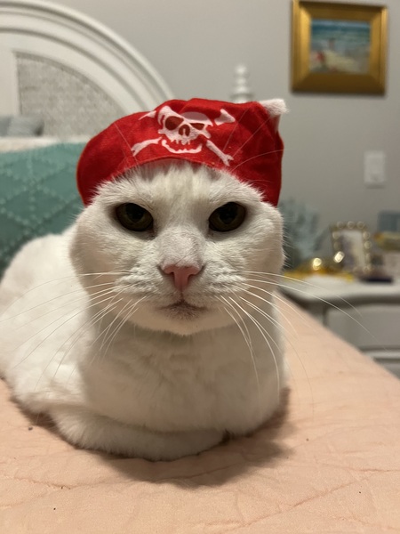 Entry image for Lulu Quinlan - Yo- Ho vote for LuLu Pirate Kitty. Clicking this image will show a larger photo