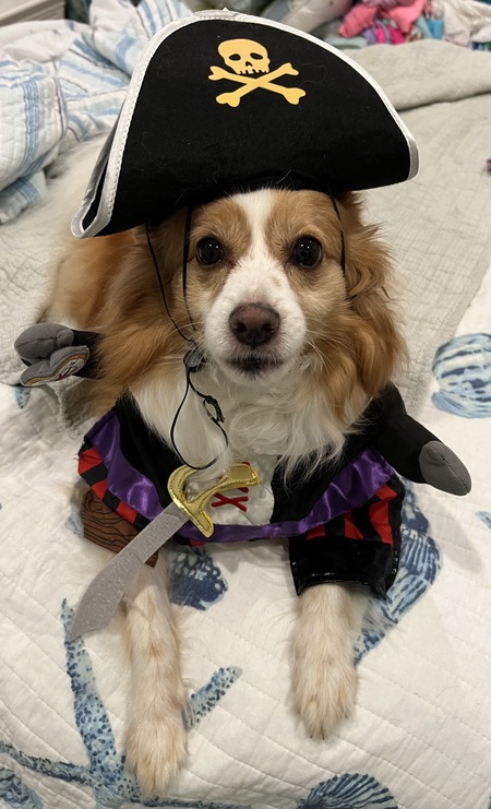 Entry image for Kip the Tampa Buccaneer Arrr! . Clicking this image will show a larger photo