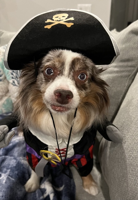 Entry image for Levi, 14 year old Toy Aussie -  Ahoy Me Hearties! . Clicking this image will show a larger photo