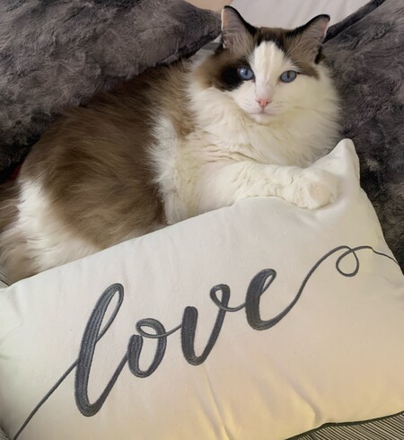 Entry image for Norm. Clicking this image will show a larger photo