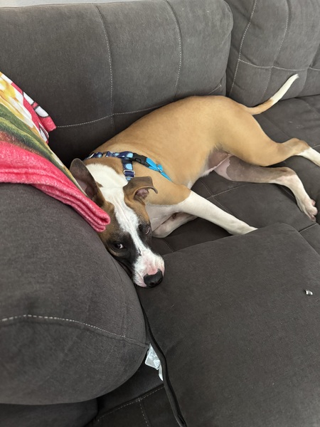 Entry image for Champ. Clicking this image will show a larger photo