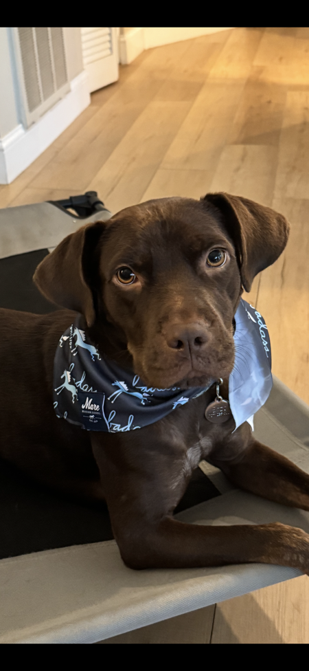 Entry image for Enzo. Clicking this image will show a larger photo