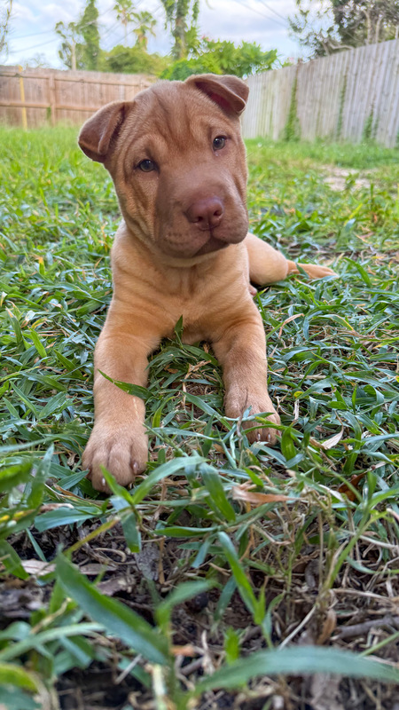 Entry image for Emmie. Clicking this image will show a larger photo