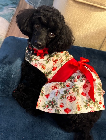 Entry image for Cindie. Clicking this image will show a larger photo