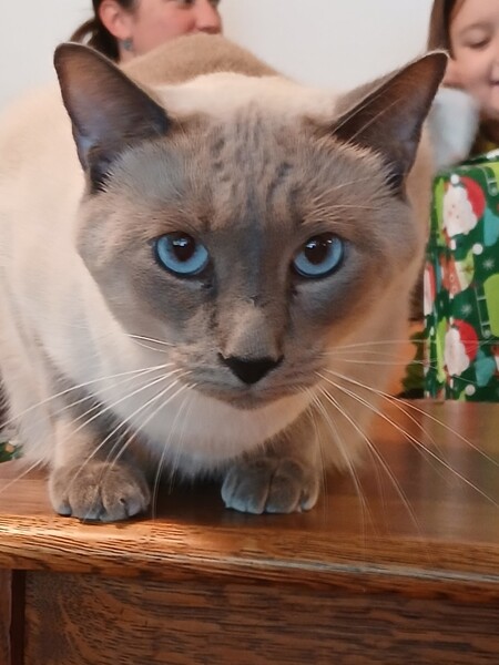 Entry image for Sage. Clicking this image will show a larger photo